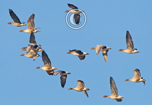 Pink-footed Geese in Flight 2 DM0402